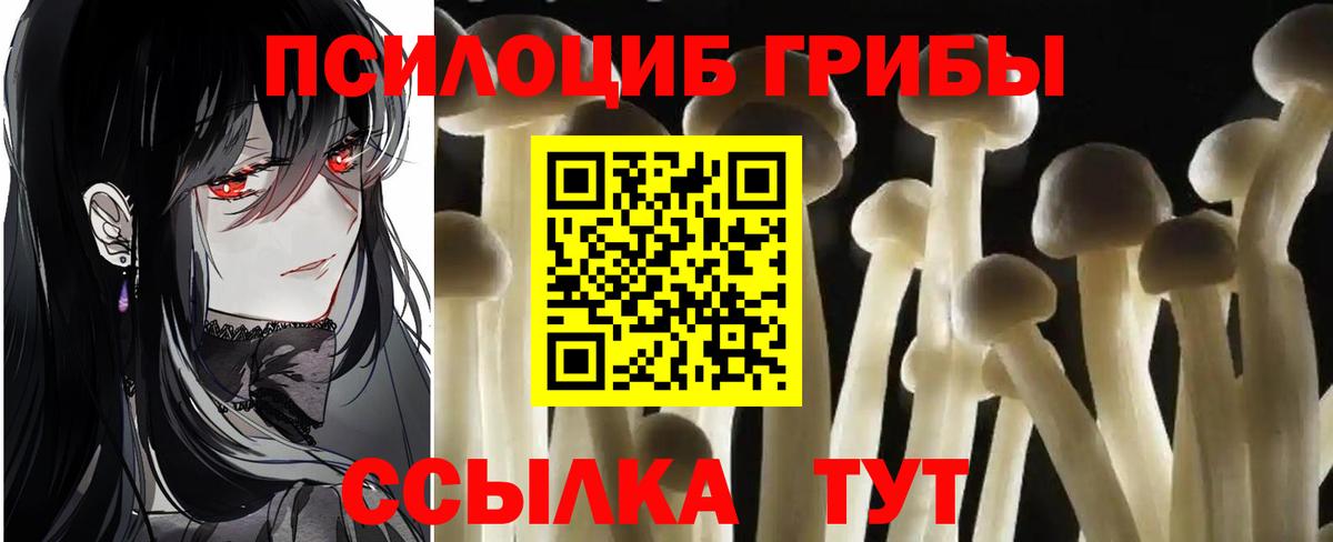 Псилоцибиновые грибы Psilocybe Сунжа